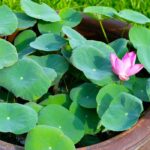 Découvrez le "bowl lotus" ou comment cultiver un mini lotus en pot