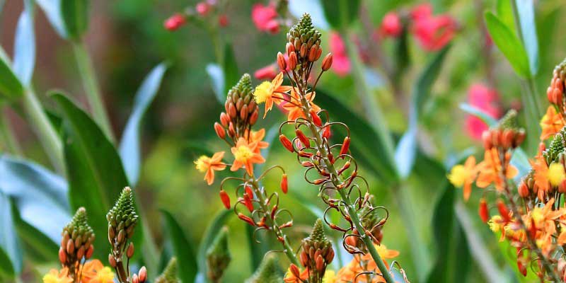 La floraison orange et jaune de la Bulbine