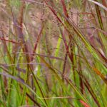 Comment cultiver un Panicum en pot ?