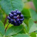 Eleuthérocoque, Acanthopanax : planter, cultiver et entretenir