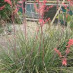Hesperaloe - Yucca rouge : plantation, culture et entretien