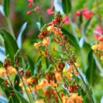 Comment multiplier la bulbine ?