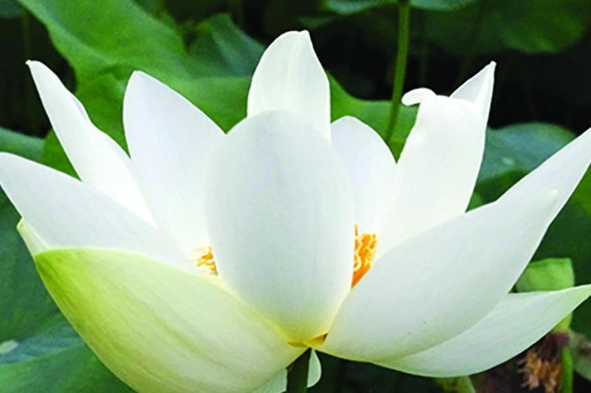 fleur blanche de lotus nain