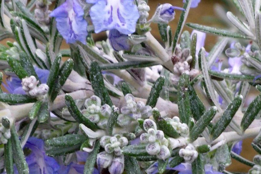 fleurs bleu clair de romarin