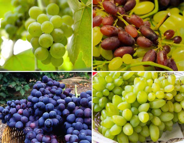 Vignes : nos nouveautés 2024