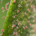 Comment se débarrasser des acariens sur les plantes ?