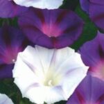 Quelles plantes annuelles pour fleurir son jardin tout l'été ?