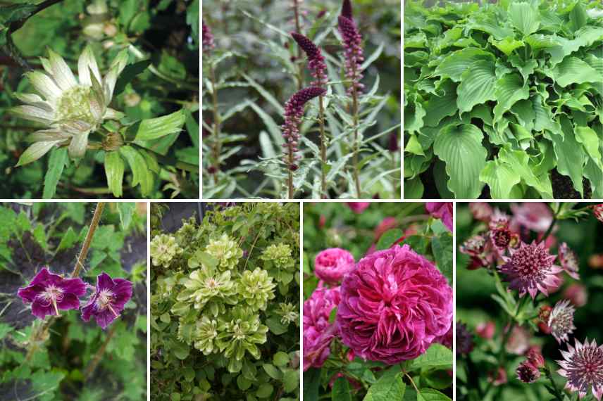 associer les fleurs vertes jardin