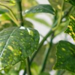 Cultiver un Aucuba en pot