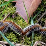 Comment se débarrasser des chenilles sur les plantes ?