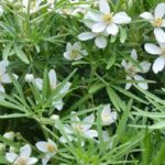 7 Orangers du Mexique à cultiver en pot