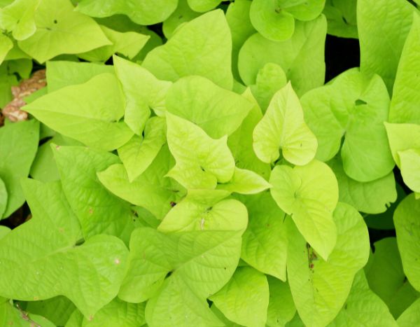 Comment cuisiner et consommer les feuilles de patates douces ?