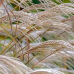 Comment cultiver un miscanthus en pot ?