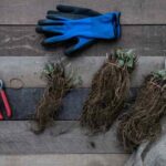 Je viens de recevoir mes plantes en racines nues : que faire ?