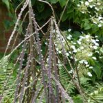 Associer le pseudopanax