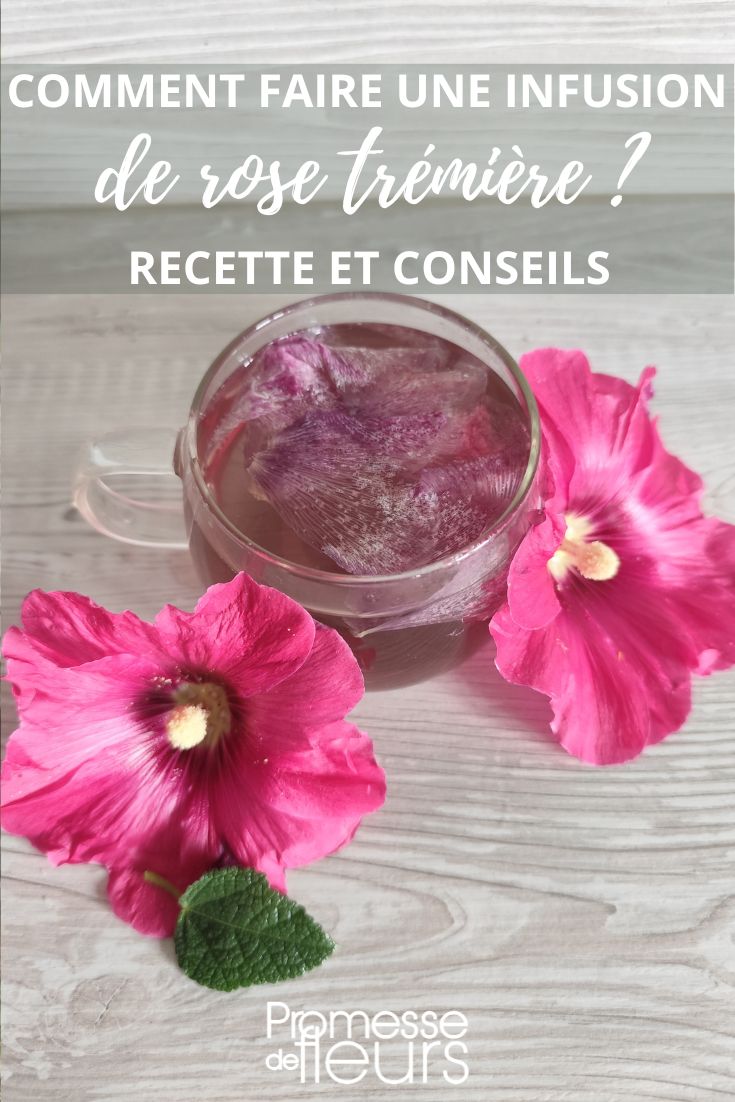 tisane de fleurs de rose tremiere