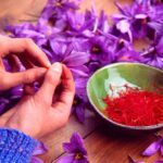 Comment récolter, sécher et conserver le Safran ?