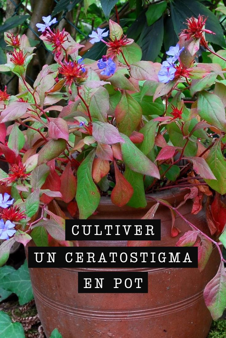 Ceratostigma conseils de plantation en pot