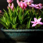 Le Kusamono : des compositions végétales venues du Japon