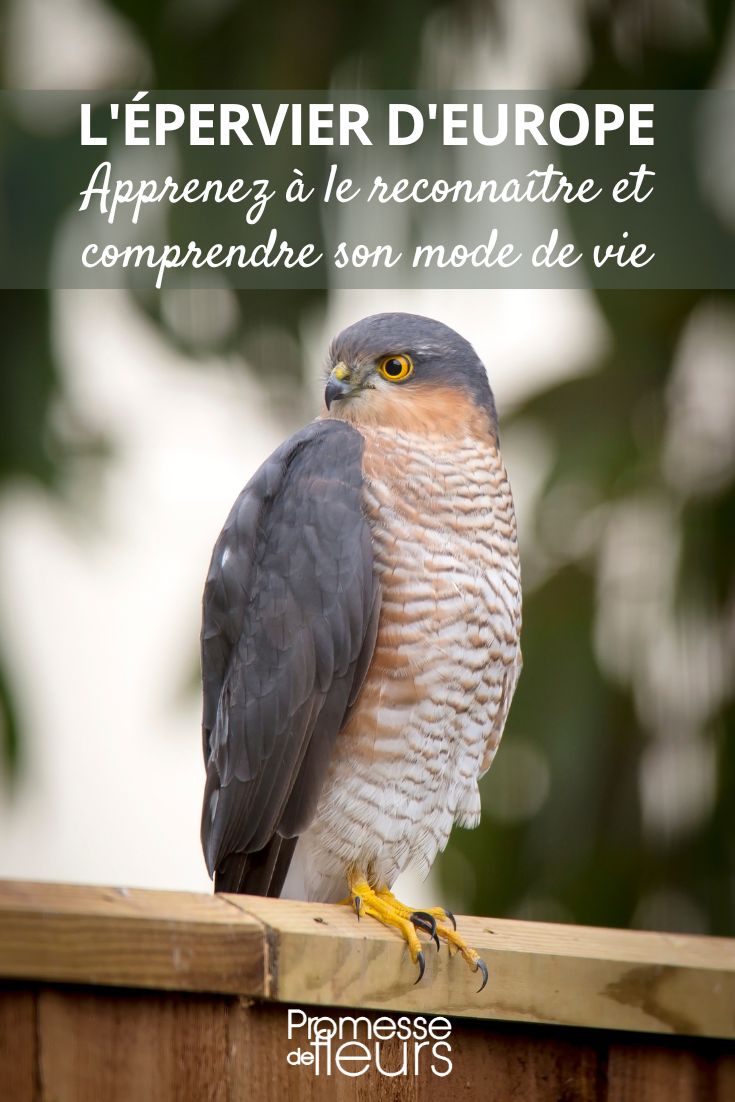 Accipiter nisus