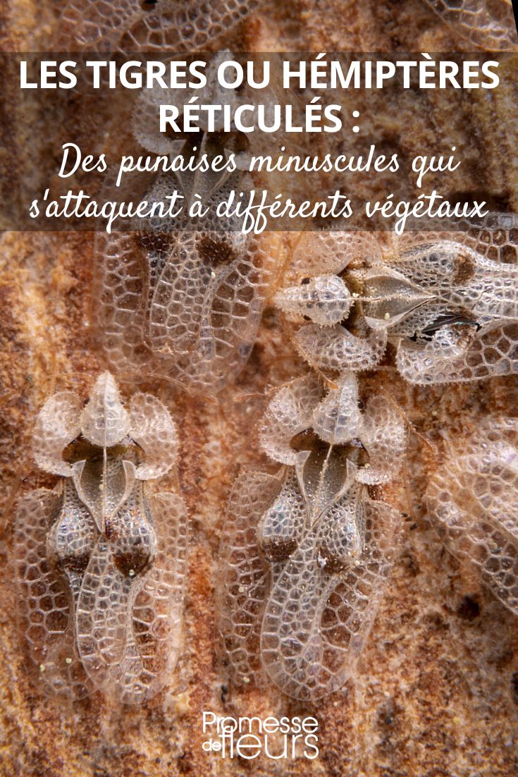 Le tigre du platane (Corythucha ciliata)