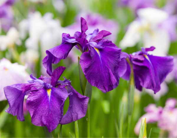 Comment multiplier les iris d'eau ?