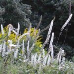 Associer les Cimicifugas avec d'autres plantes d'ombre