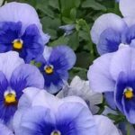 Choisir des bisannuelles d’automne pour un jardin fleuri dès les beaux jours