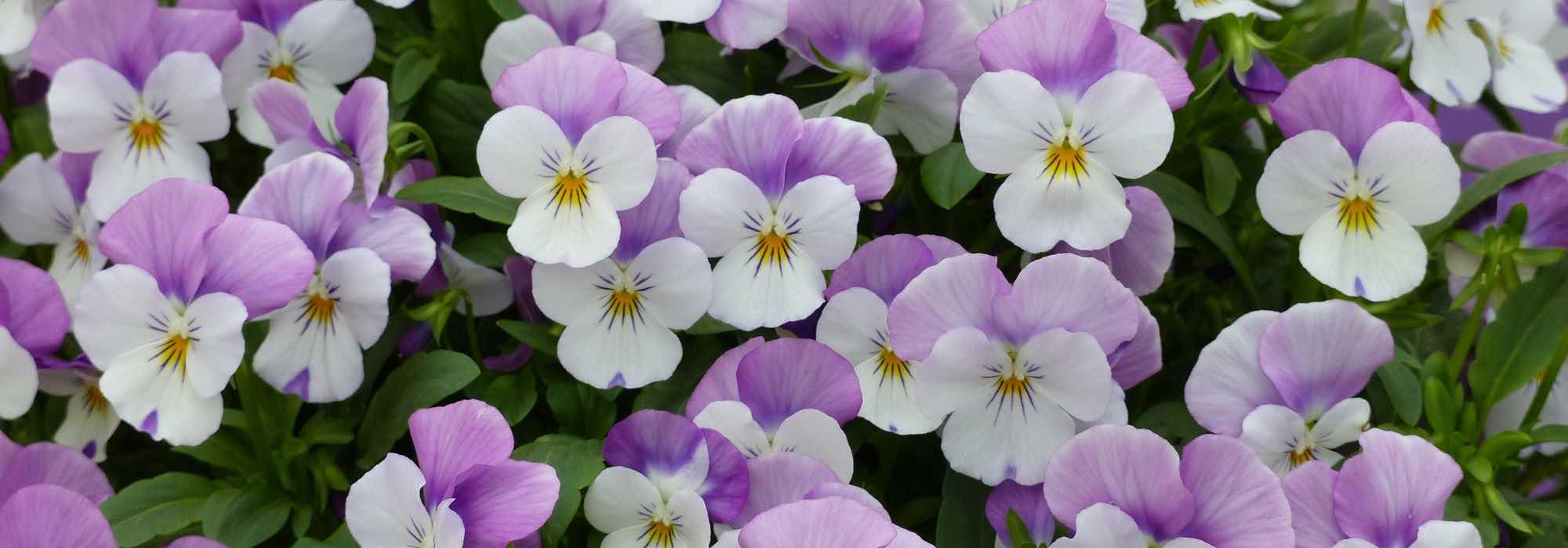 Comment cultiver les bisannuelles d’automne ?