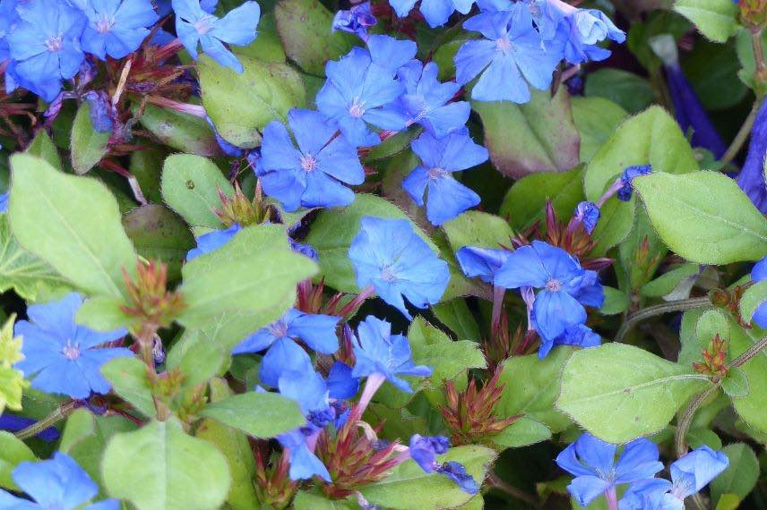 fleurs ceratostigma