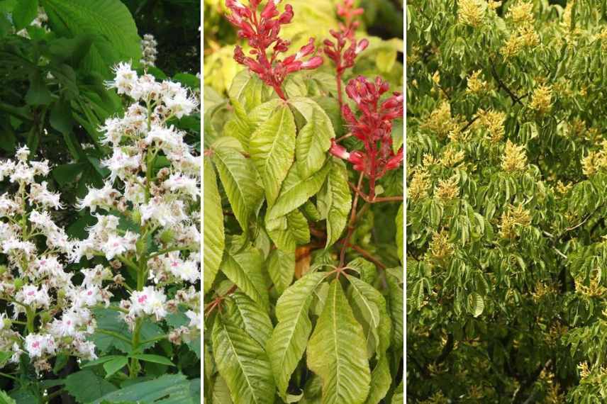 mineuses du marronniers espèces ciblées