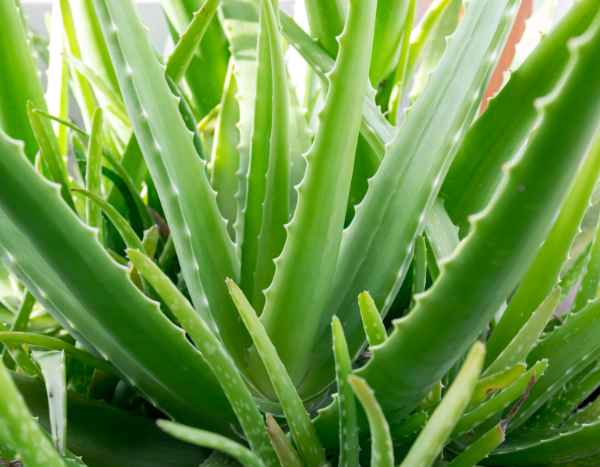 Comment multiplier l’Aloe vera ?