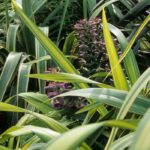 Phormium : comment le protéger du froid et l’hiverner ?