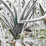 Potager en montagne : quels légumes semer et planter ?