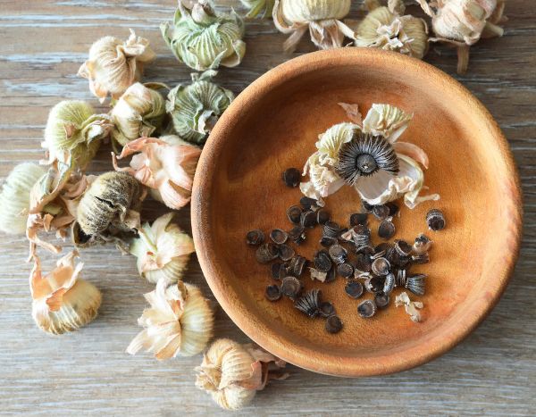 Comment récolter et conserver vos graines de roses trémières ?