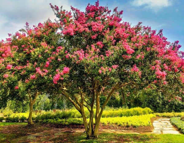Comment tailler un Lilas des Indes ?