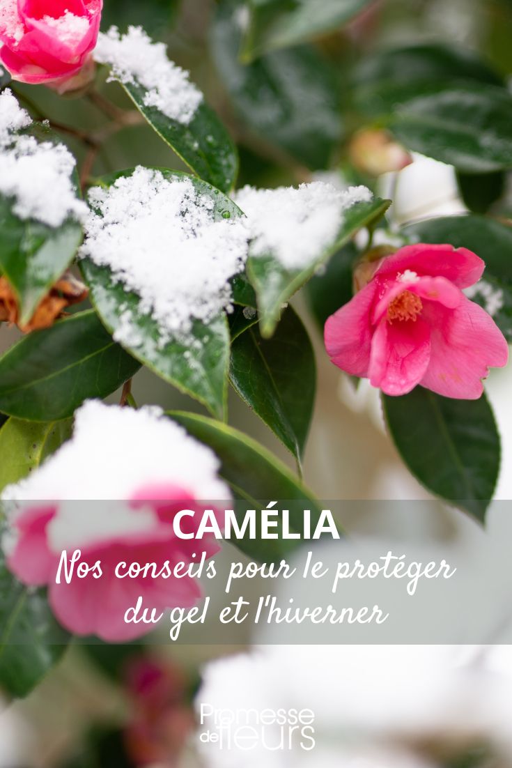 proteger son camellia du froid