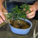 Comment rempoter un bonsaï : Guide complet