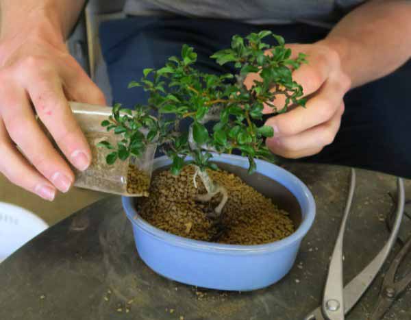 Comment rempoter un bonsaï : Guide complet
