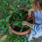 Comment tailler les fougères : nos conseils pratiques