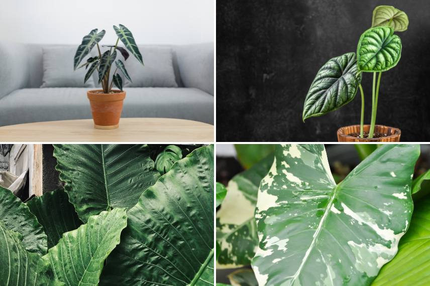 alocasia colocasia maladies parasites