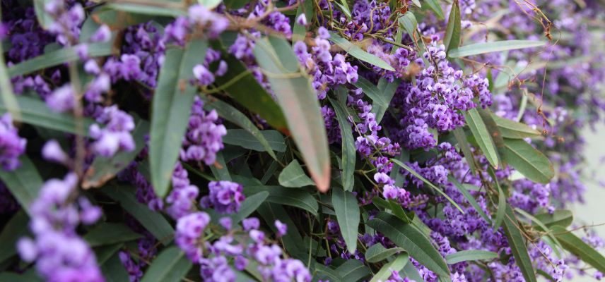 fleurs d'hardenbergia