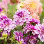 Comment hiverner les dahlias pour les protéger du gel ?