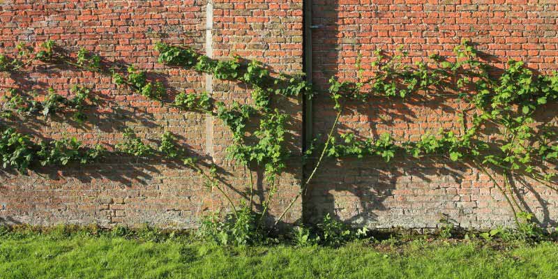 Palissage mure