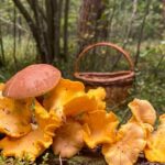 Cueillette des champignons : quelles sont les règles ?