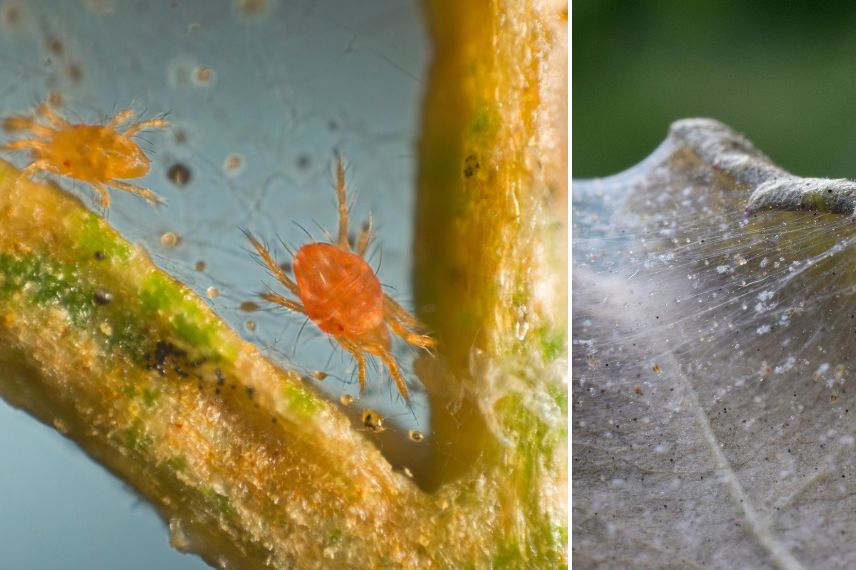 araignée rouge alocasia colocasia