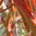 Les meilleurs arbustes à bois décoratif pour égayer l’hiver