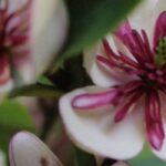 Fleurir l’ombre : notre sélection d’arbustes pour apporter de la couleur