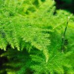 Les maladies et parasites de l'asparagus