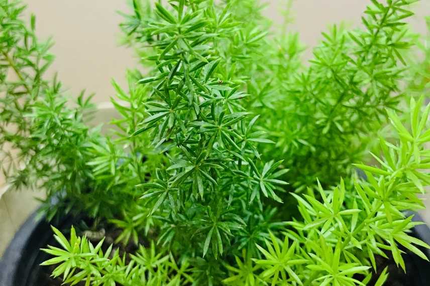 asparagus en pot entretien